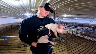 Giving Our Smallest Pigs a Second Chance