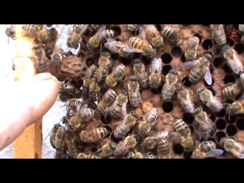Bee family with queen that refuses quiet exchange - Beekeeping for beginners