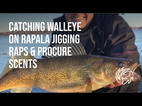 Catching Saskatchewan Walleye on Rapala Jigging Raps and Procure Scents