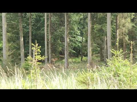 #deer in #Gribskov, Denmark - 20250603