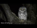 Owl In Nighttime Forest 10 HOURS Relax Recharge