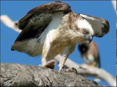 Osprey - Visarend - ( Adult & juvenile )
