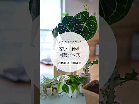 スネークスキンジョーズ 植物