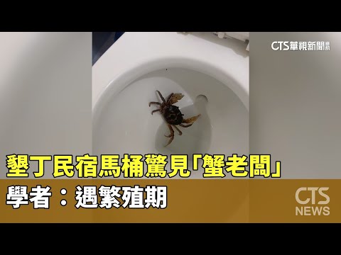 另類房客！墾丁民宿馬桶驚見「蟹老闆」　學者：遇繁殖期