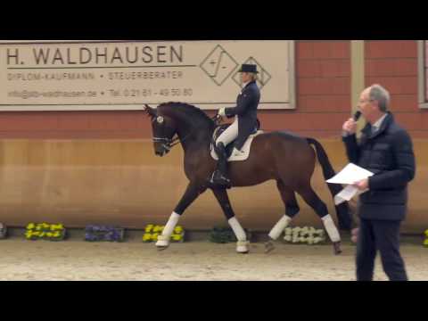 Gestüt Letter Berg Hengstschau 2017 Florentinus V. in Wickrath