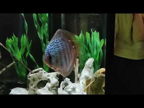 L14 Sonnenwels in Bewegung