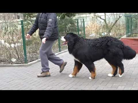 Bernese Mountain Dog puppy for sale