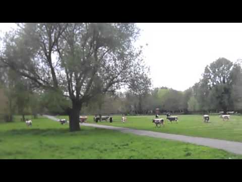 Cows Running on Stourbridge Common Cambridge