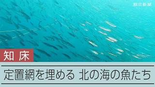 知床半島沖、定置網に潜水　北の海の豊富な魚たちに遭遇