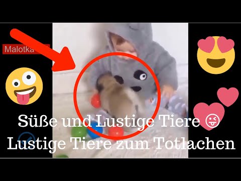 Süße und Lustige Tiere 😜 Lustige Tiere zum Totlachen 😂 Lustige Tiere Lustige Videos Zum Totlachen