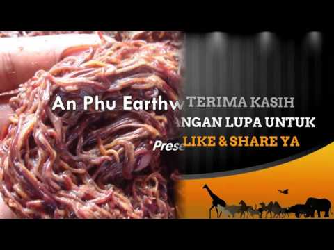 Monster leech swallows giant worm - Wonders of the Monsoon: New Videos Love 2016 (Thou Man)