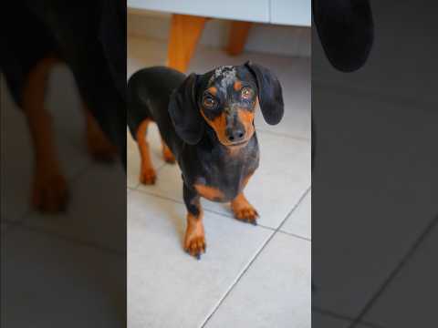 El Secreto de mi Perrito 🐶😱 #perrosalchicha