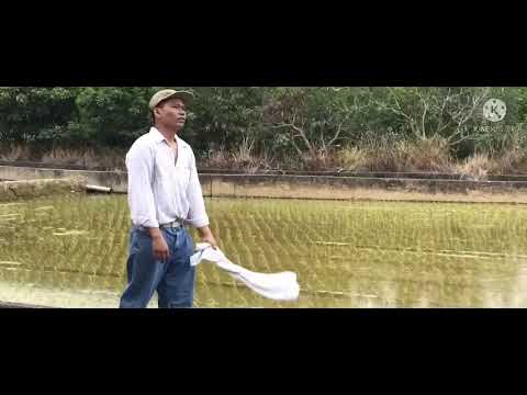 Buyut Jawa ( wa kancil ) || parodi BMI Taiwan