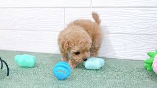 ハーフ犬の動画01