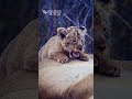 The Little Lion Cubs Tried To Suckle But The Lioness Got Up And Left Nkuhuma Pride Cubs