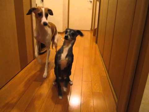 イタリアン・グレイハウンド