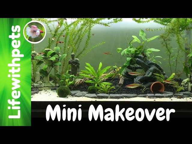 75 Gallon Betta Fish Tank Mini Makeover