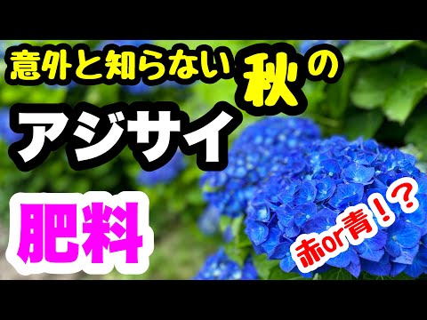 暑くなってしまったアジサイの保存方法は？工場を再び稼働させるための重要なヒント  庭園