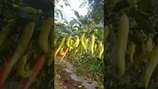 Download lagu cabe rawit super lebat #caberawit #viral#superlebat mp3