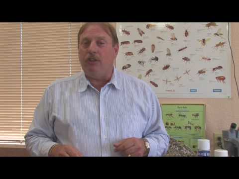Pest Control Tips : How to Get Rid of a Flea Infestation