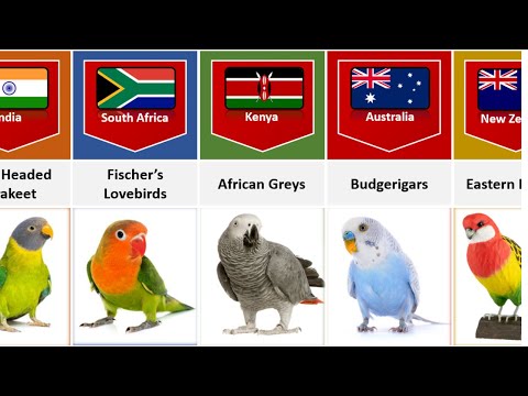 Parrot Breeds From Different Countries