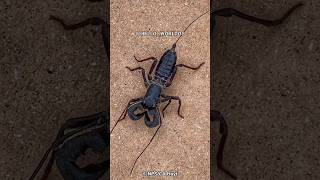 Download lagu Vinegaroon | The Whip Scorpion, mp3