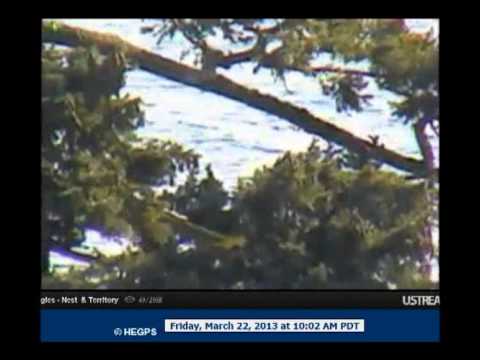 Mar 22 1002am both eagles off peters to the left