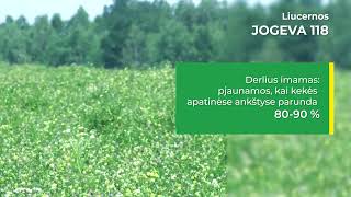 Mėlynžiedžių liucernų JOGEVA 118 sėklininkystė
