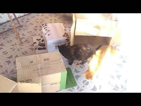 Apolo, Shira y Freya día 317