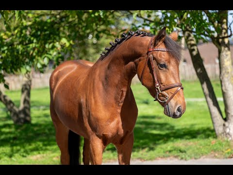 Avicii vh Jachthof KONQUISTADOR VAN ORCHID'S x TONGERENHOF OSMIUM - Video 11 video thumbnail