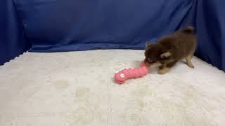 ハーフ犬の動画01