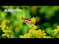 Beautiful Butterfly Status Nature Status Nature Status For Whatsapp