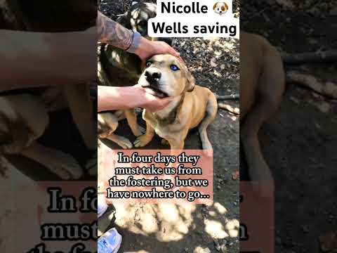 For any help consider donating link in bio to save a stray life in Los Angeles #rescuelife