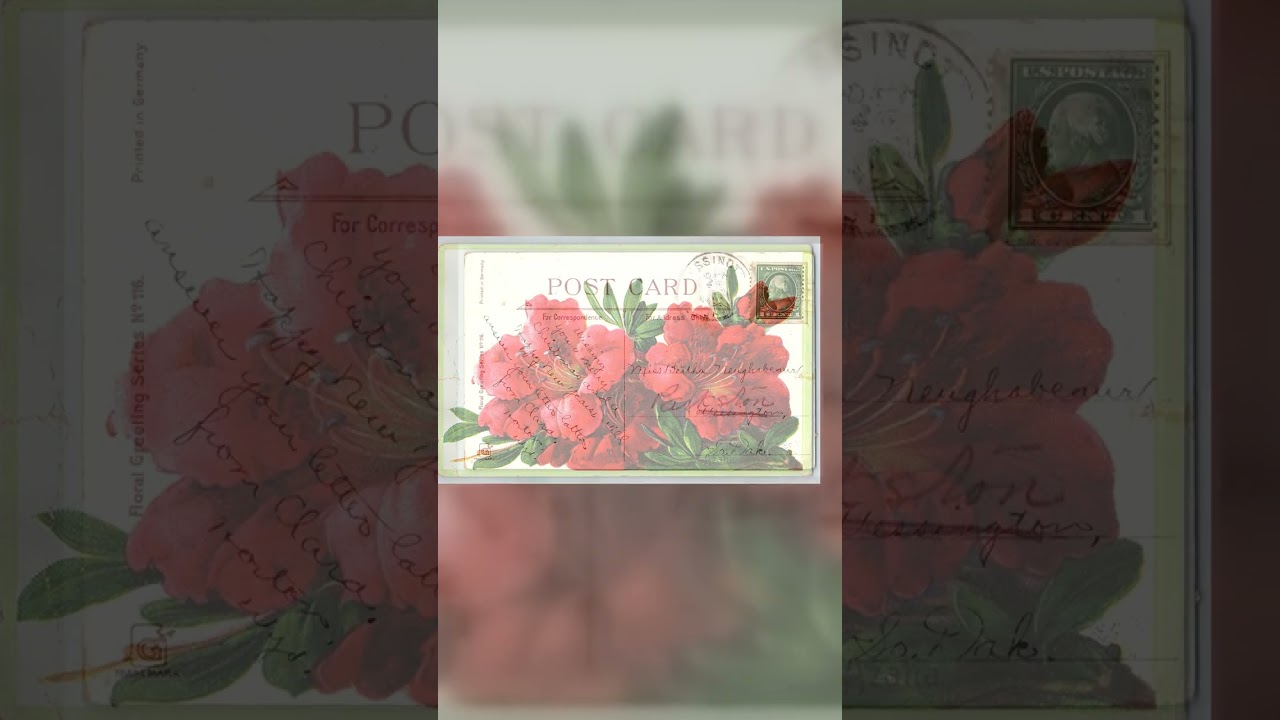 Floral Greeting Series No. 116, Divided Back, Azalea, 1908 Postmark Video