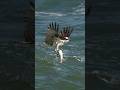 Crazy Osprey Grabs Huge Catfish And Almost Gets Dragged Under Bird Osprey Glad I M Not A Fish