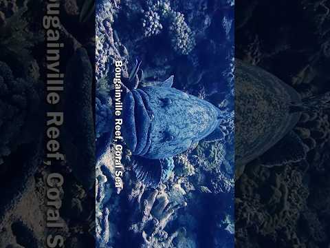 Meeting the Ocean Giant in the Bougainville Reef, Coral Sea