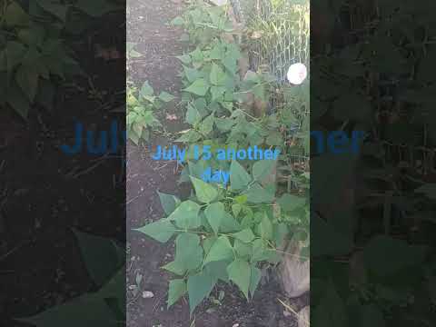 Gracias a dios #chicago #garden #eeuu #mexico #plantas #usa #jardin #agricultura#peach #durazno
