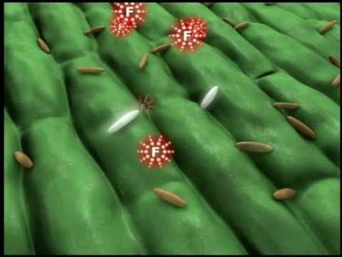 Die Halmbruchkrankheit - AUSSCHNITT