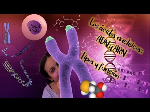 Ácidos nucléicos: ADN y ARN. Tipos y función. Bio[ESO]sfera - Biología
