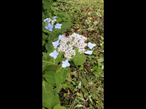 ミツバチの好きな花が開花する春夏種の蜂蜜植物