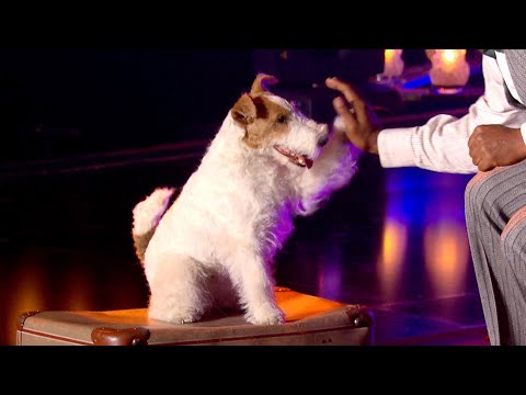 Ce chien est incroyable ! Rodrigue & Loulou