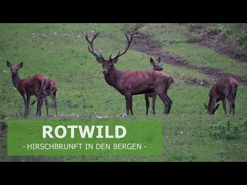 Die bayerische Jagdkönigin Diana auf der Pirsch nach dem König der Wälder