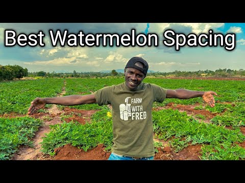 How the watermelon spacing affects fruits production. This is the best watermelon spacing #viral