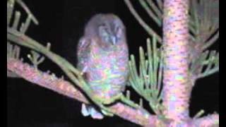 Gianni il barbagianni