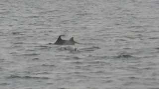 preview picture of video 'Scotland Dolphins'