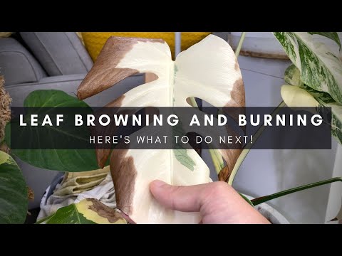 What to do with leaf burning & browning on variegated monstera | Houseplant care tips | Ep 128