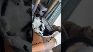 構ってほしい猫と忙しい猫 #shorts