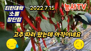 2022. 7. 15 고추 품종 티탄대박, 소뿔 중 내년에 뭘로 선택 해야할지 고민되네요. 고추 딸때 더 잘…