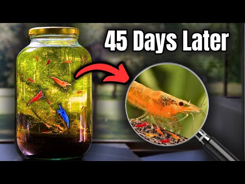 I Sealed 3 Shrimp in a Jar for 45 Days