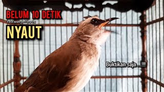 Download lagu trucukan gacor TARUNG ROPEL PANJANG pancingan trucukan agar bunyi jadikan burung trucuk gacor EMOSI mp3